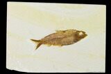 Detailed Fossil Fish (Knightia) - Wyoming #155489-1